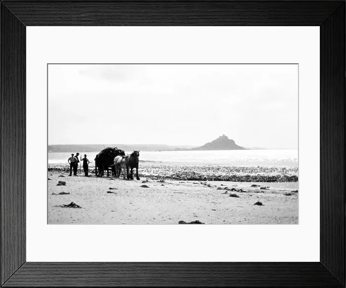 Framed Print : Gathering seaweed, Mounts Bay Framed Print : Gathering seaweed, Mounts Bay