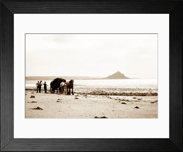 Framed Print : Gathering seaweed, Mounts Bay, Cornwall, early 1900s