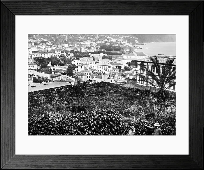Framed Print : Funchal, Madeira, Victorian period Framed Print : Funchal, Madeira, Victorian period