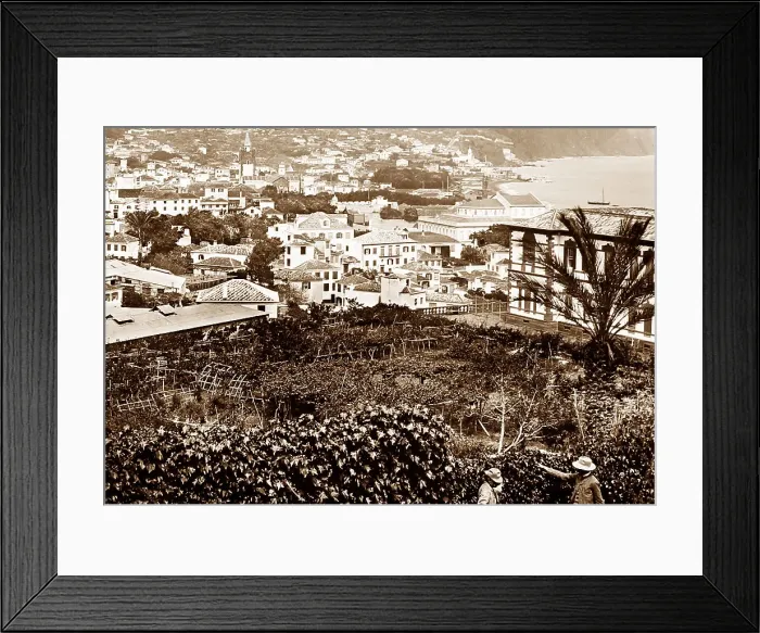 Framed Print : Funchal, Madeira Framed Print : Funchal, Madeira