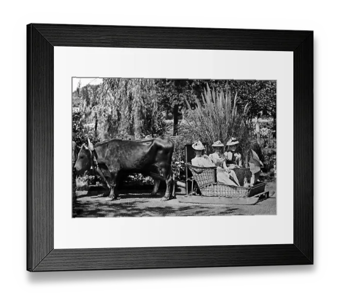Framed Print : Madeira sledge ride bullock cart Framed Print : Madeira sledge ride bullock cart