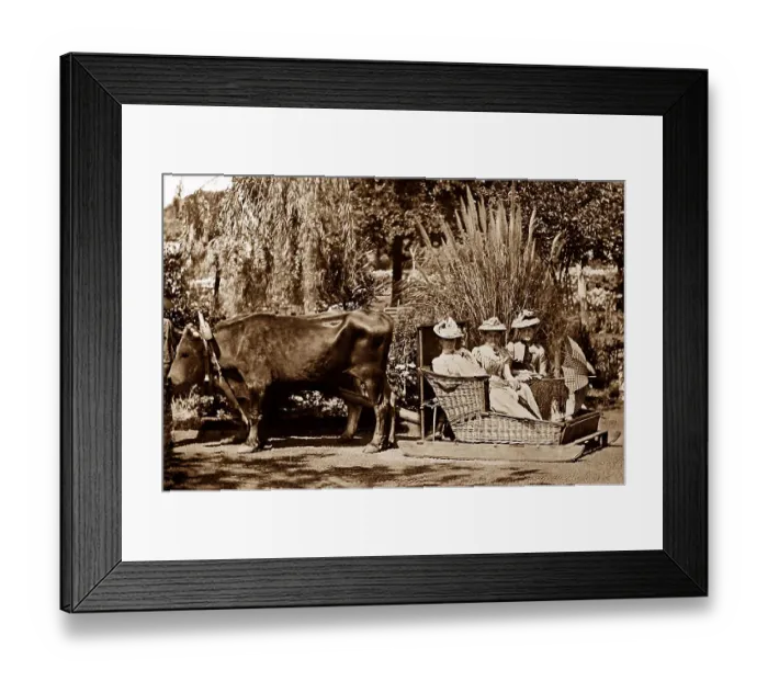 Framed Print : Bullock sledge, Madeira, Victorian period Framed Print : Bullock sledge, Madeira, Victorian period