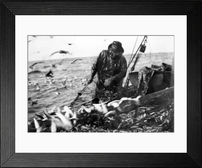 Framed Print : Herring fishing, Great Yarmouth, early 1900s Framed Print : Herring fishing, Great Yarmouth, early 1900s