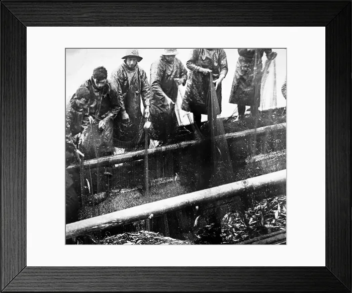 Framed Print : Herring fishing, Great Yarmouth, early 1900s Framed Print : Herring fishing, Great Yarmouth, early 1900s