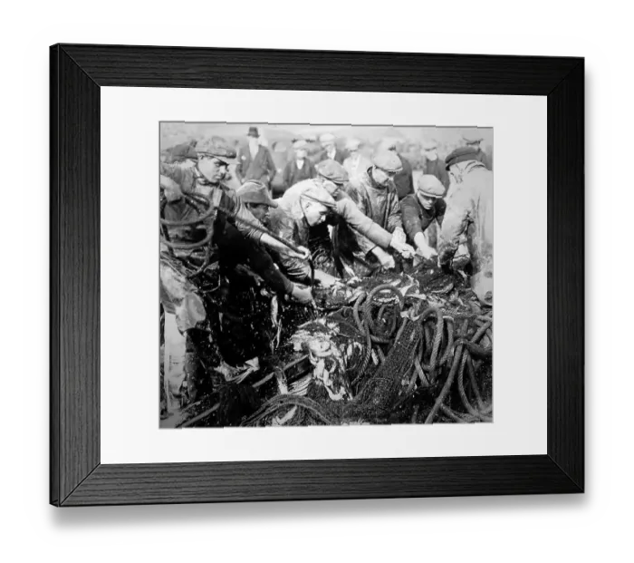 Framed Print : Herring fishing, Great Yarmouth, early 1900s Framed Print : Herring fishing, Great Yarmouth, early 1900s
