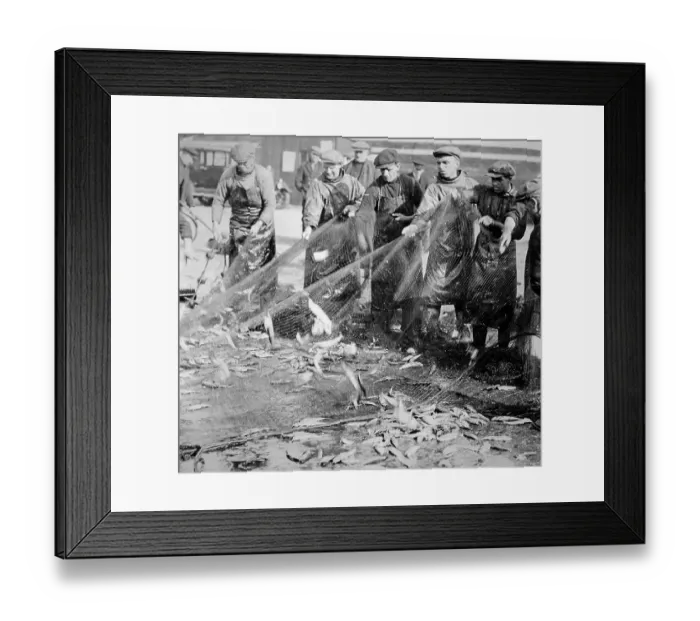 Framed Print : Herring fishing, Great Yarmouth, early 1900s Framed Print : Herring fishing, Great Yarmouth, early 1900s