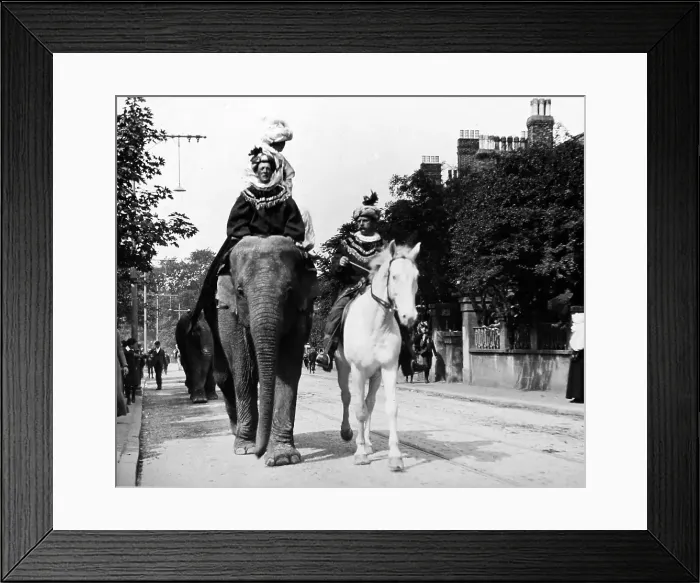 Framed Print : Elephant, Sangers Circus parade Framed Print : Elephant, Sangers Circus parade