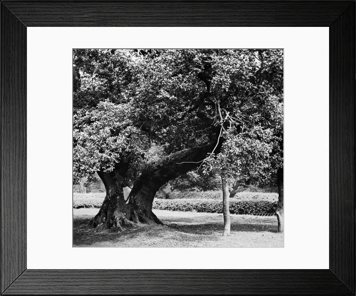Framed Print : The Capon Tree, Jedburgh, Victorian period Framed Print : The Capon Tree, Jedburgh, Victorian period