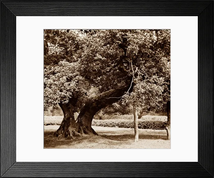 Framed Print : Capon Tree, Jedburgh Framed Print : Capon Tree, Jedburgh