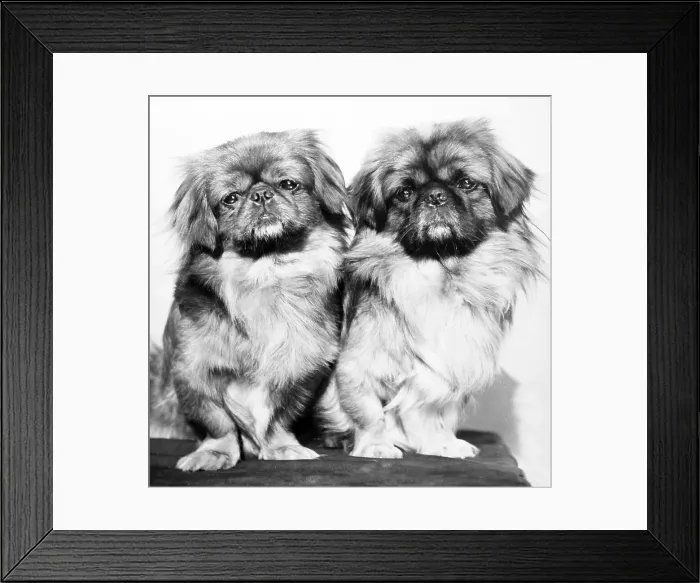Framed Print : Pair of dogs Framed Print : Pair of dogs
