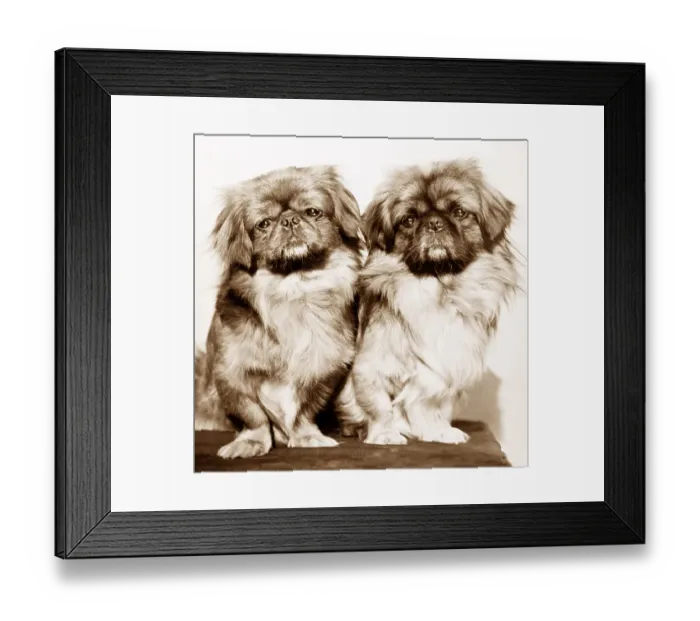 Framed Print : Pair of dogs Framed Print : Pair of dogs