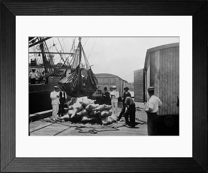 Framed Print : Loading beef for export, Brisbane, Australia, early 1900s Framed Print : Loading beef for export, Brisbane, Australia, early 1900s