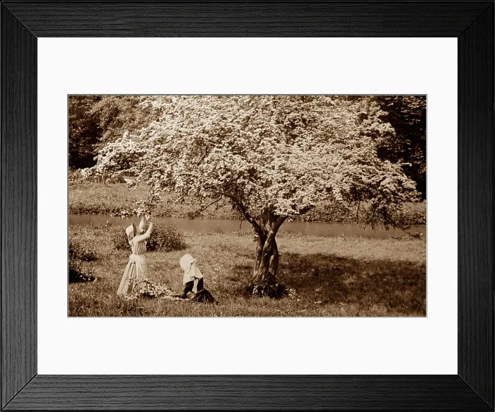 Framed Print : Rural idyll, apple blossom Framed Print : Rural idyll, apple blossom