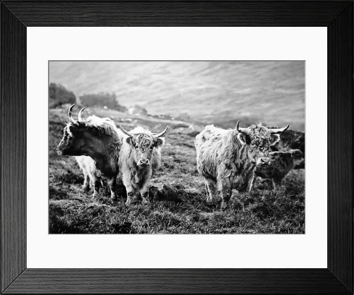Framed Print : Scottish highland cattle, Victorian period Framed Print : Scottish highland cattle, Victorian period
