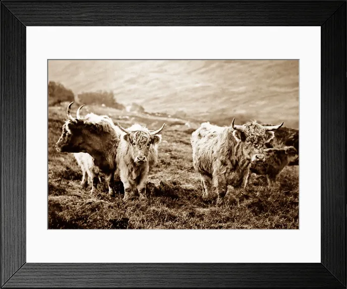 Framed Print : Highland Cattle, Scotland Framed Print : Highland Cattle, Scotland