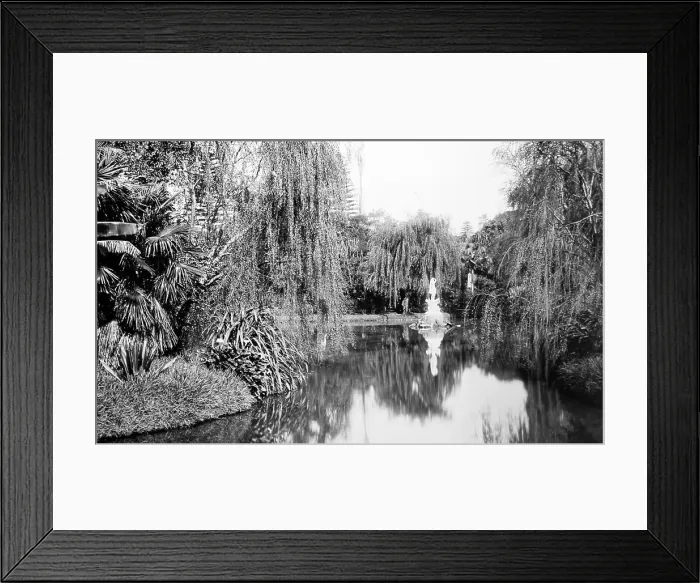 Framed Print : Sydney Botanic Gardens, NSW, Australia Framed Print : Sydney Botanic Gardens, NSW, Australia