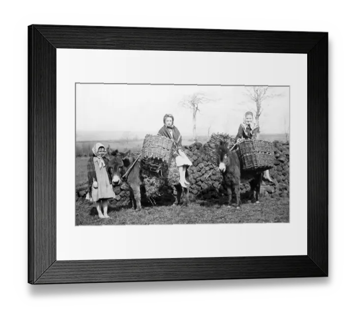 Framed Print : Carrying turf, Co Mayo, West of Ireland, early 1900s Framed Print : Carrying turf, Co Mayo, West of Ireland, early 1900s