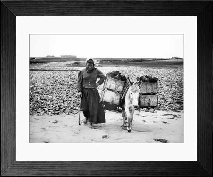 Framed Print : Carrying turf in tea boxes, Geesala, West of Ireland Framed Print : Carrying turf in tea boxes, Geesala, West of Ireland
