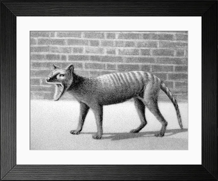 Framed Print : Tasmanian Tiger, Thylacine, at London Zoo, Victorian period Framed Print : Tasmanian Tiger, Thylacine, at London Zoo, Victorian period