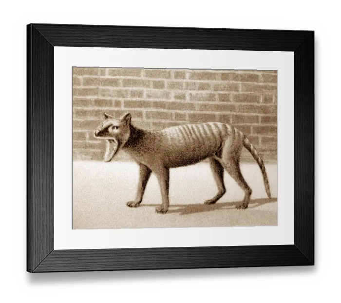 Framed Print : Tasmanian Tiger, Thylacine, at London Zoo, Victorian period Framed Print : Tasmanian Tiger, Thylacine, at London Zoo, Victorian period