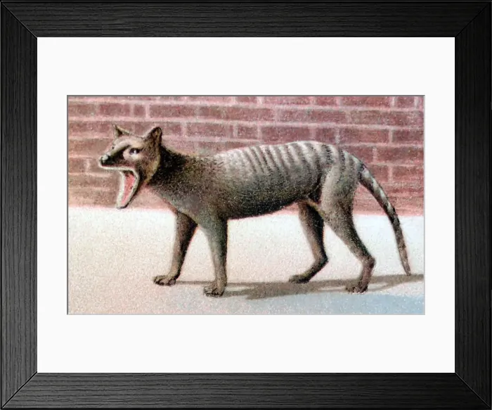 Framed Print : Thylacine Tasmanian Tiger at London Zoo, Victorian period Framed Print : Thylacine Tasmanian Tiger at London Zoo, Victorian period