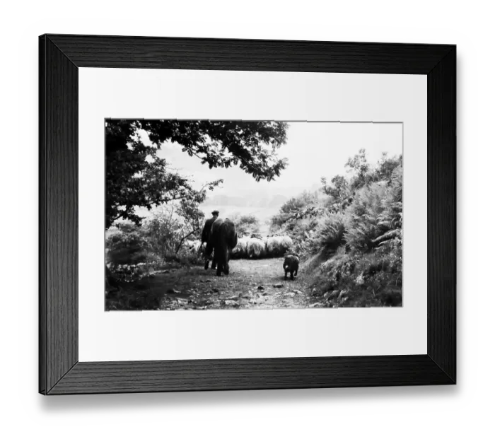 Framed Print : Sheep farmer in Swaledale in the 1940s Framed Print : Sheep farmer in Swaledale in the 1940s