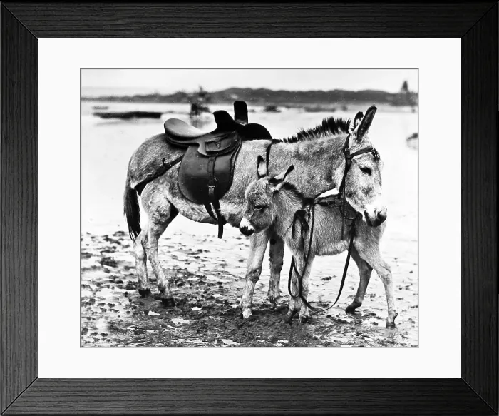Framed Print : Donkey and foal Victorian period Framed Print : Donkey and foal Victorian period
