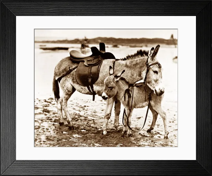 Framed Print : Seaside donkey and foal Framed Print : Seaside donkey and foal