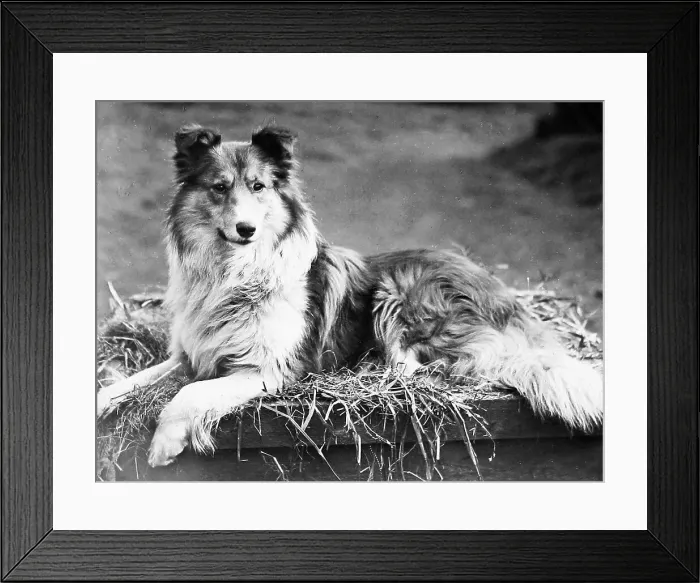 Framed Print : Collie dog Victorian period Framed Print : Collie dog Victorian period