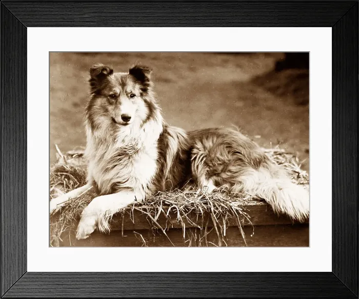 Framed Print : Collie dog portrait Framed Print : Collie dog portrait