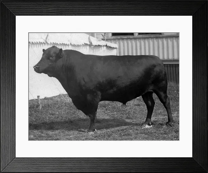 Framed Print : Aberdeen Angus Cattle Framed Print : Aberdeen Angus Cattle