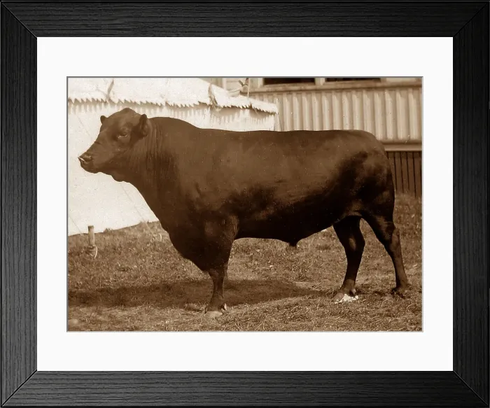 Framed Print : Aberdeen Angus Victorian period Framed Print : Aberdeen Angus Victorian period