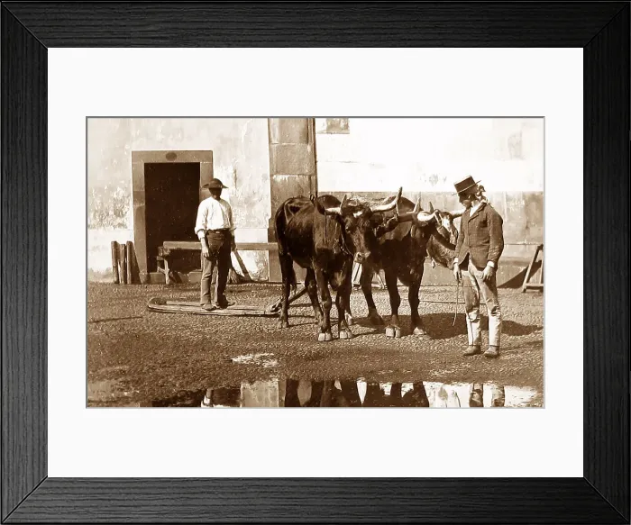 Framed Print : Madeira Bullock Sledge Victorian period Framed Print : Madeira Bullock Sledge Victorian period