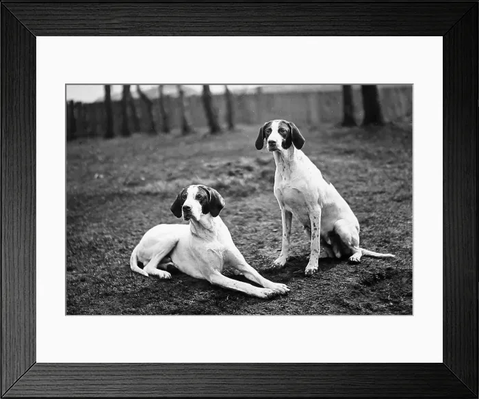 Framed Print : English Pointers Victorian period Framed Print : English Pointers Victorian period