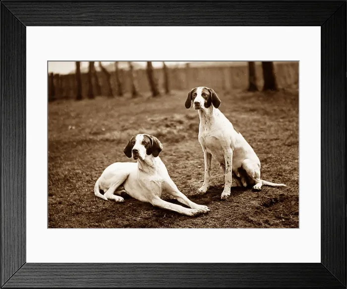 Framed Print : English Pointer Framed Print : English Pointer