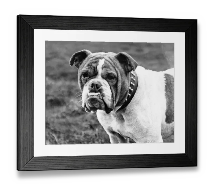 Framed Print : English Bulldog Victorian period Framed Print : English Bulldog Victorian period