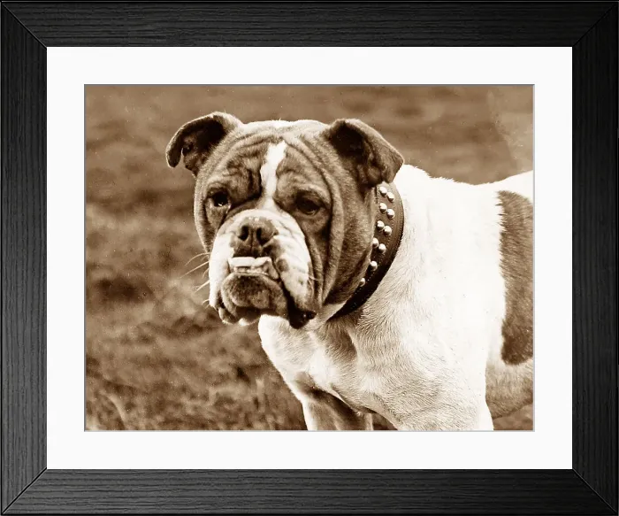 Framed Print : British Bulldog Framed Print : British Bulldog