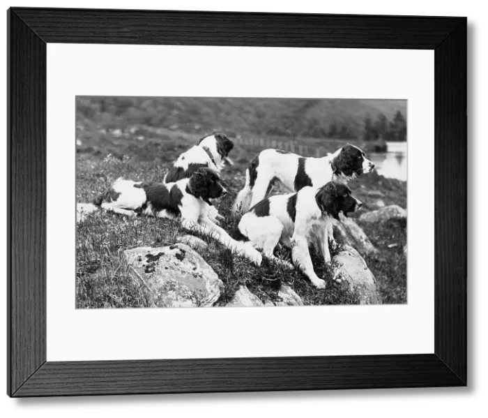 Framed Print : Gordon Setters Victorian period