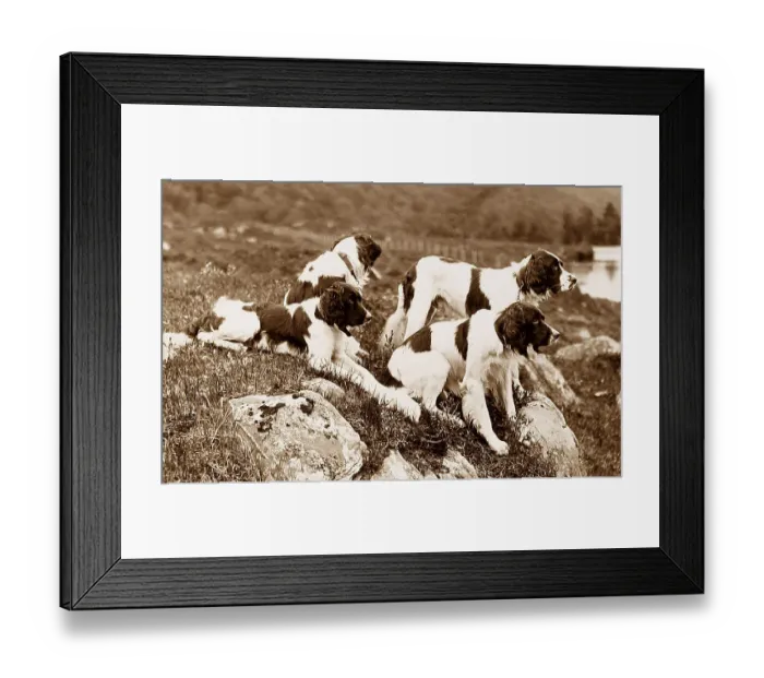 Framed Print : Gordon Setter Framed Print : Gordon Setter