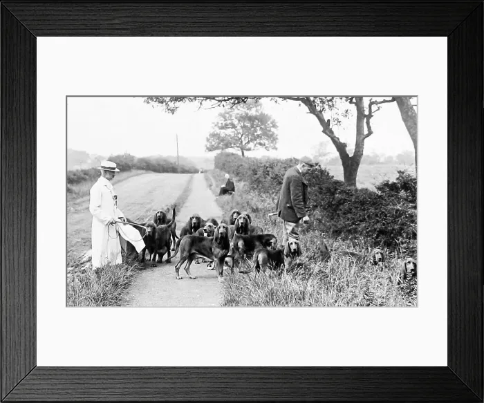 Framed Print : Bloodhounds Victorian period Framed Print : Bloodhounds Victorian period