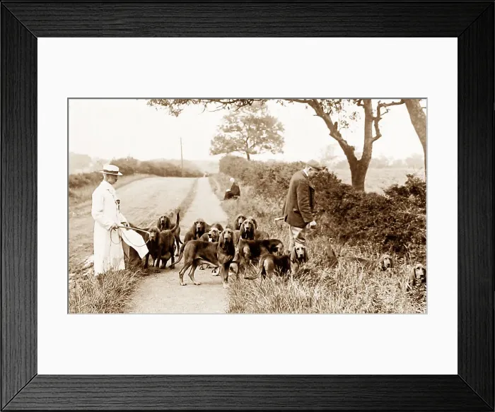 Framed Print : Bloodhound Framed Print : Bloodhound