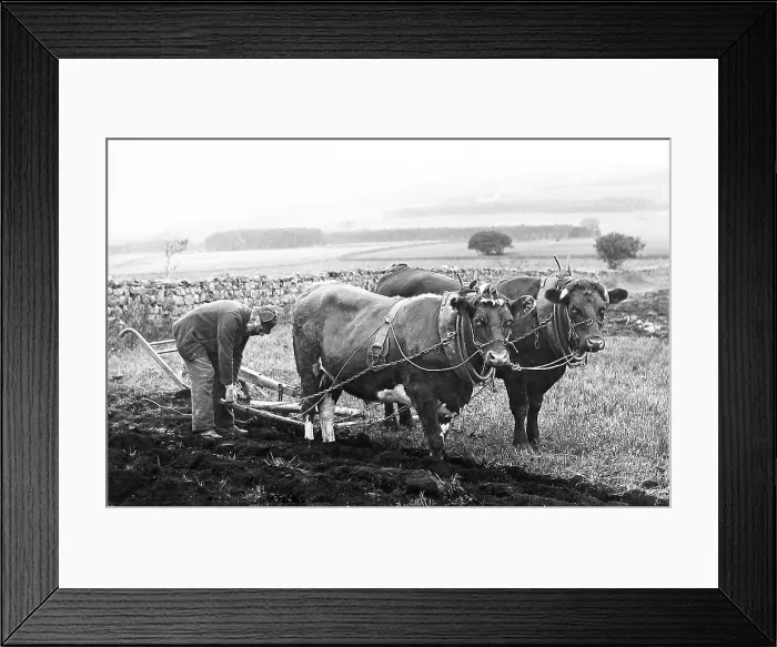 Framed Print : Ploughing with oxen in Scotland Victorian period Framed Print : Ploughing with oxen in Scotland Victorian period