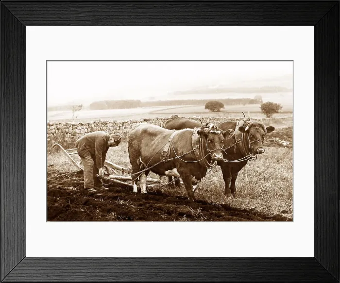 Framed Print : Ploughing with oxen in England Framed Print : Ploughing with oxen in England