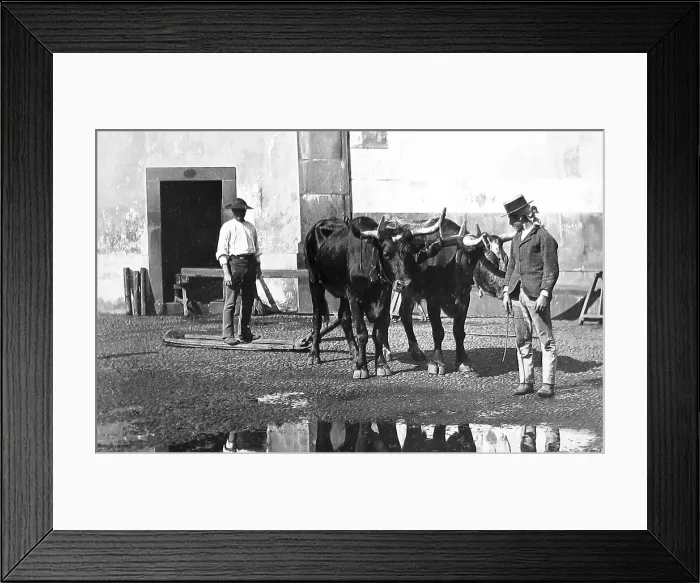 Framed Print : Bullock sledge, Madeira Framed Print : Bullock sledge, Madeira