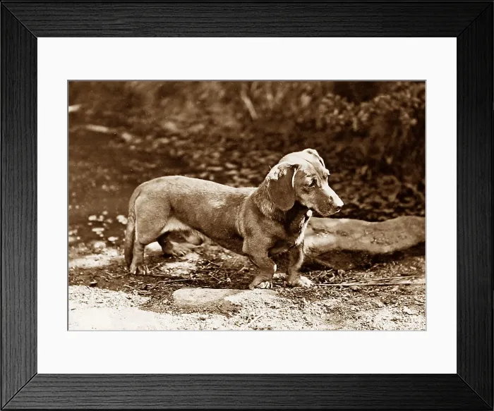 Framed Print : Dachshund Victorian period Framed Print : Dachshund Victorian period