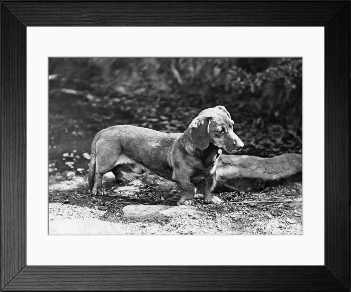 Framed Print : Dachshund dog Framed Print : Dachshund dog