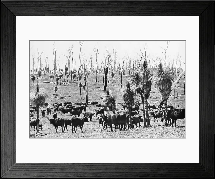 Framed Print : Perth Darling Downs Western Australia before 1900 Framed Print : Perth Darling Downs Western Australia before 1900