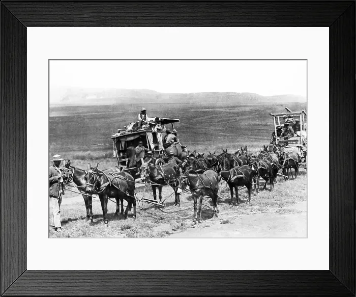 Framed Print : South Africa Mule Trains pre-1900 Framed Print : South Africa Mule Trains pre-1900
