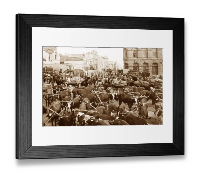 Framed Print : South Africa Port Elizabeth pre-1900 Framed Print : South Africa Port Elizabeth pre-1900