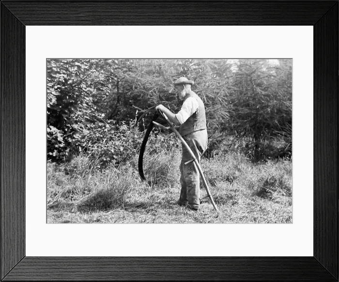 Framed Print : Farmer using a scythe Victorian period Framed Print : Farmer using a scythe Victorian period